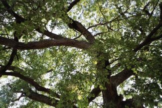 Les arbres et les rêves