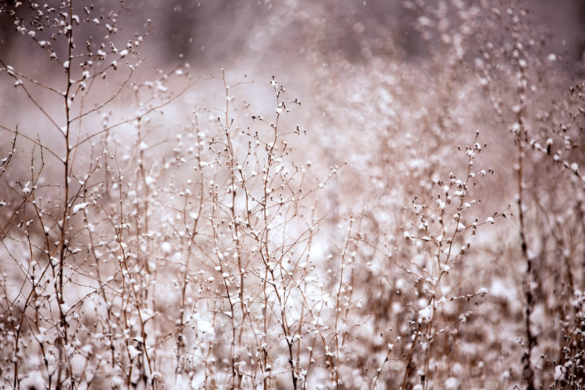 La neige de cristal