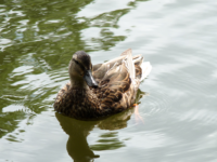 Parler aux animaux